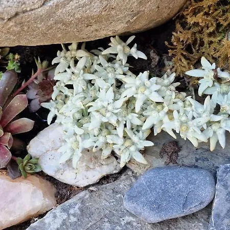 Appartement Large Studio For Two On Hiking Trail And Slope *